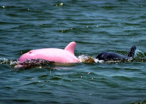 Le dauphin rose d’Amazonie